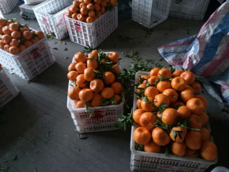 探寻综合商品批发的新潮流